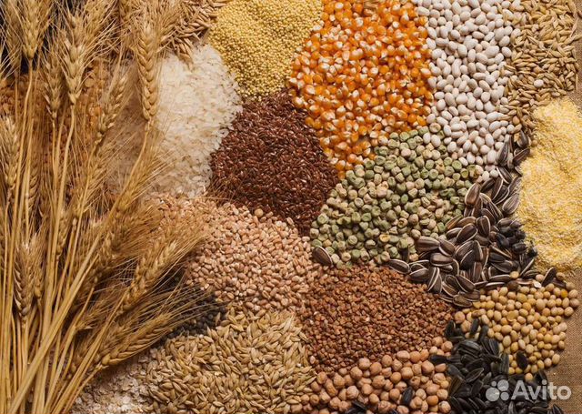 Пшеница кукуруза семечки ячмень