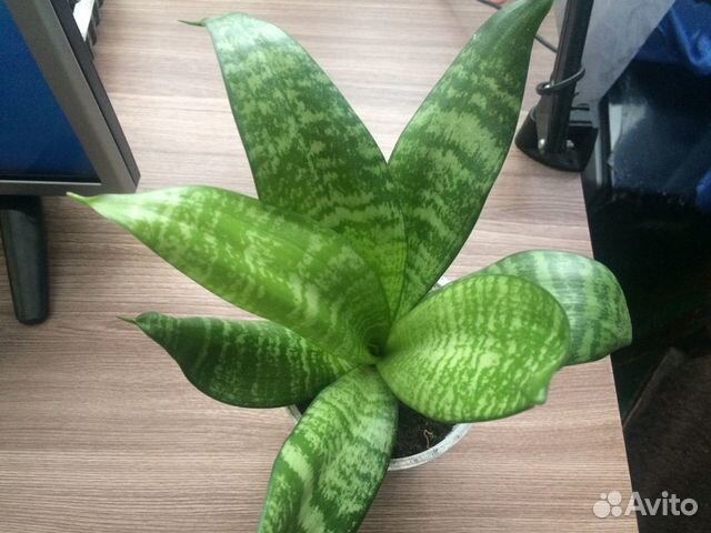 Сансевиерия