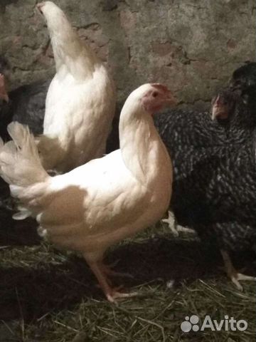 Куры, цыплята, бройлера, утята, гусята, индюшата