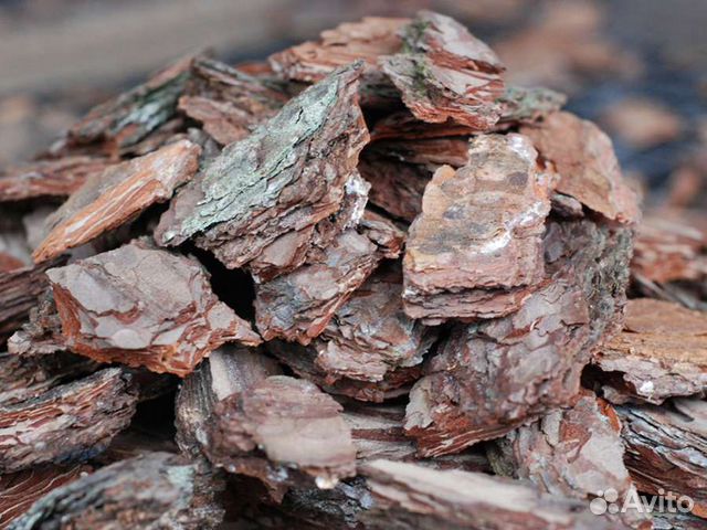 Сосновая кора