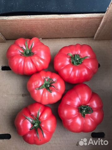 Семена Томата 
