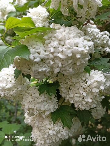 Саженцы декоративных и плодовых кустарников