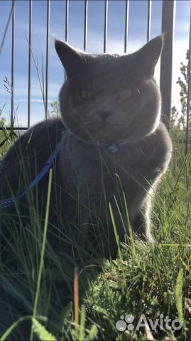 Британский кот вязка