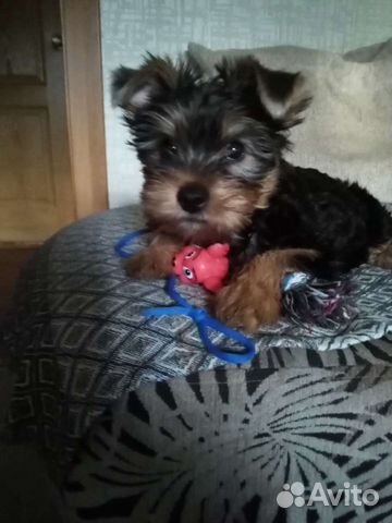 Йоркширский терьер вязка