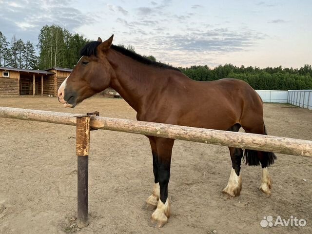 Продажа Лошадей А Иркутск