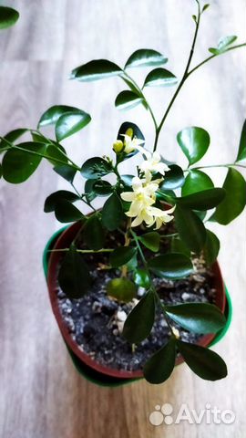 Мурайя, Аихризон, Фикус Бенджамина, Толстянка