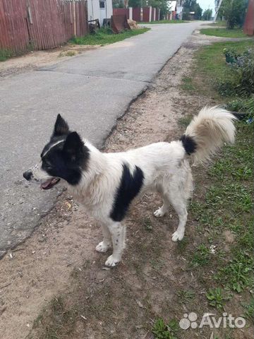 Умные сторожевые собаки Отличные друзья хозяев и и