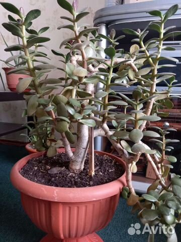 Денежное дерево