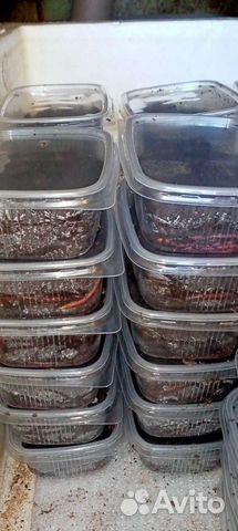 Черви для рыбалки, опарыш