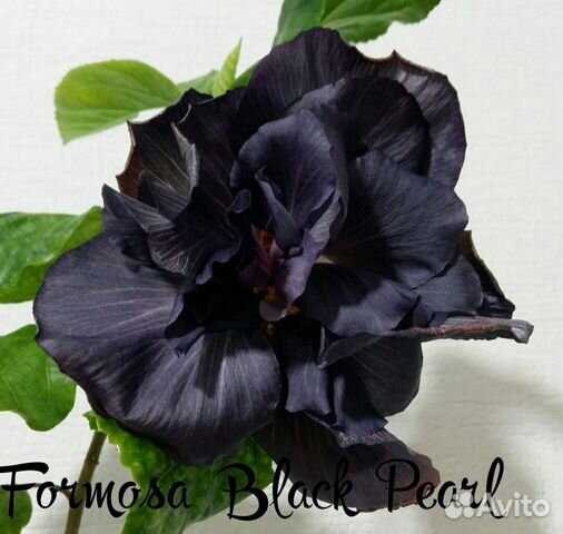 Гибискус Formosa Black Pearl