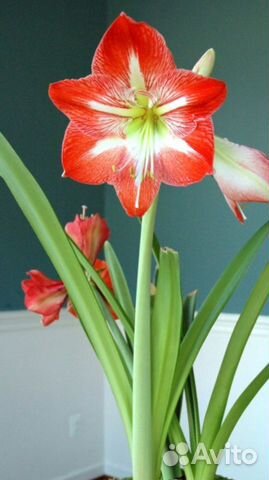 Амариллис гиппеаструм