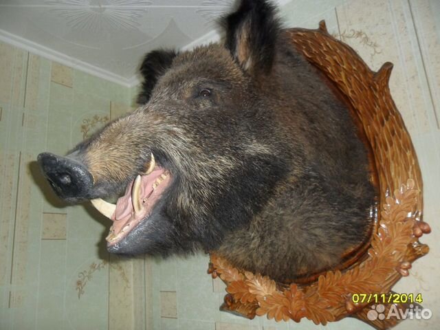 Чучело головы кабана на медальоне