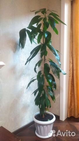 Пальма.Комнатные растения цветы