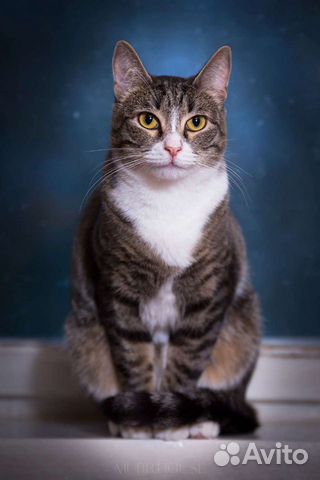 Котик Борька мечтает о семье