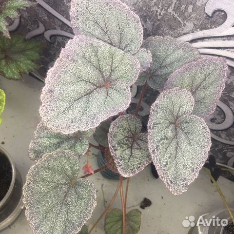 Декоративно лиственная бегония