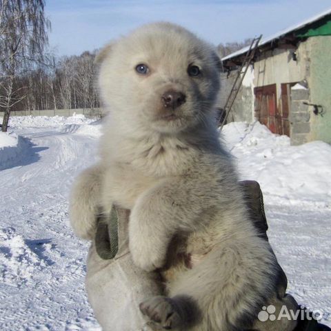 Щенки ищут дом, мальчики и девочки