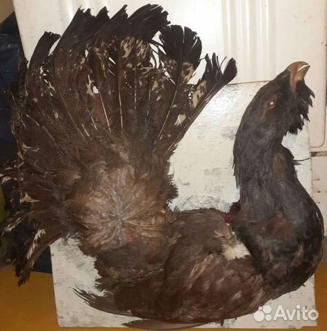 Чучело глухаря