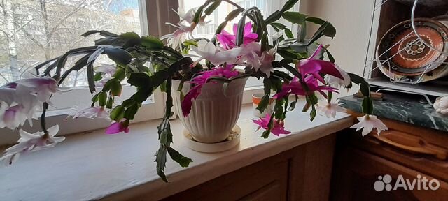 Шлюмбергер двух цветов