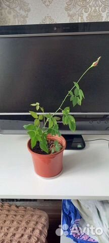 Роза Бенгальская