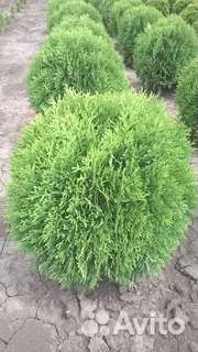 Туя шаровидная 0.5-1 м информация в описании