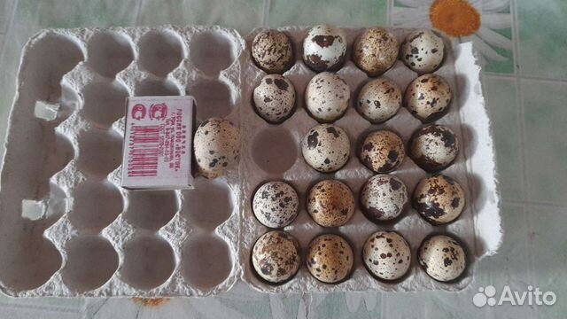 Яйца перепелиные домашние