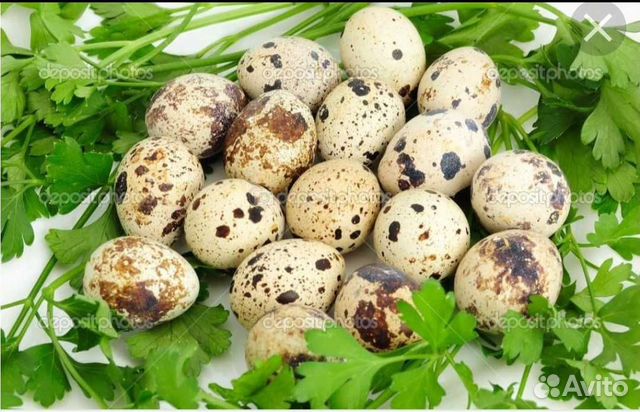 Яйца перепелиные