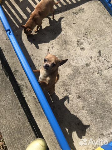 Чихуахуа мальчик и компания