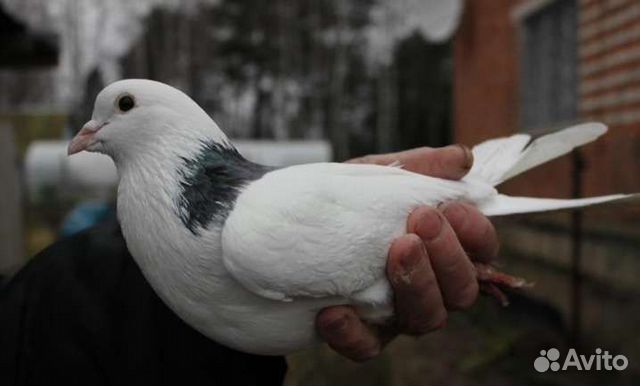 Отдаётся голубь в голубятню