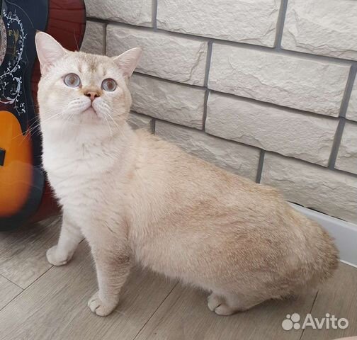 Шотландский золотой колорный котик