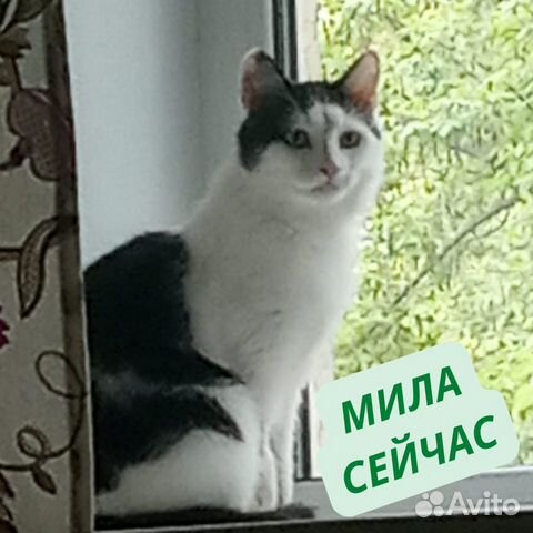 Тихая кошечка Мила