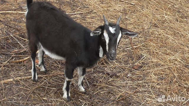 Продаю молодую козочу (6 месяцев), от зааненской козы и нубийского козлика 1637503450