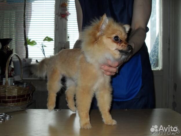 Стрижка собак и кошек