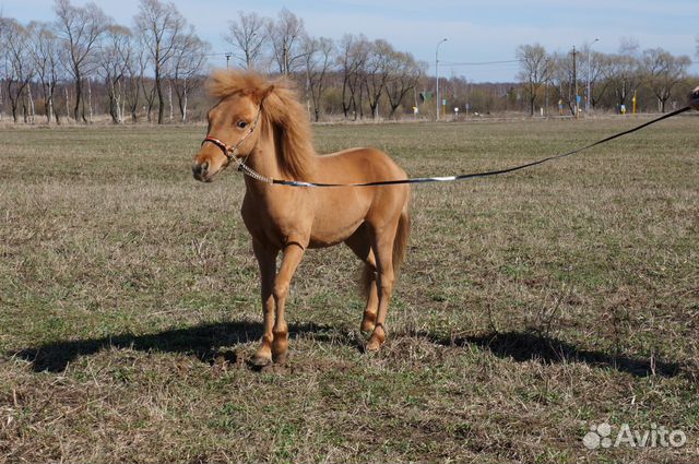 Американская миниатюрная лошадь купить на Зозу.ру - фотография № 5