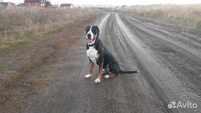 Вязка Большой Швейцарский Зенненхунд