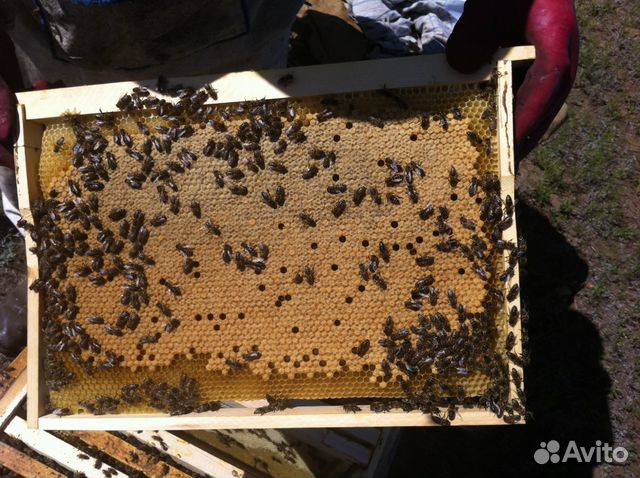 Продам пчелосемьи (пчел) купить на Зозу.ру - фотография № 4