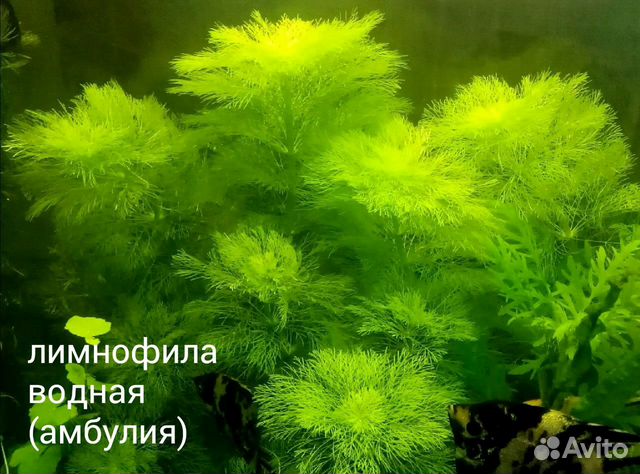 Аквариумные растения купить на Зозу.ру - фотография № 7