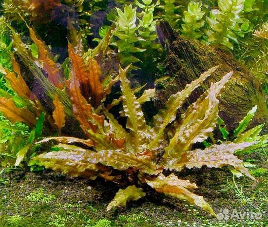 Растения в аквариум купить на Зозу.ру - фотография № 10