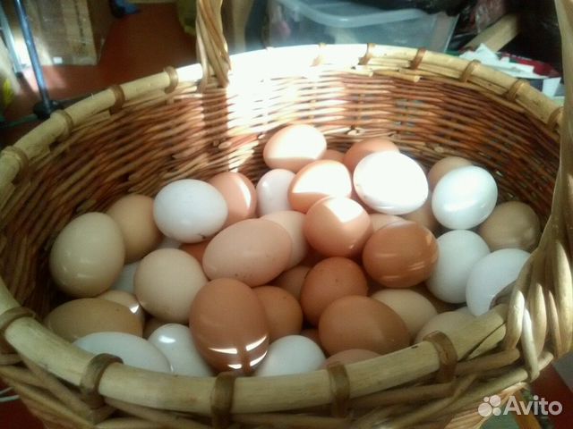 Домашние крупные куриные яйца