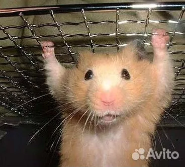 Клетки для птиц и животных