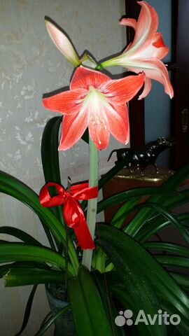 Лилия (гиппеаструм) луковицы