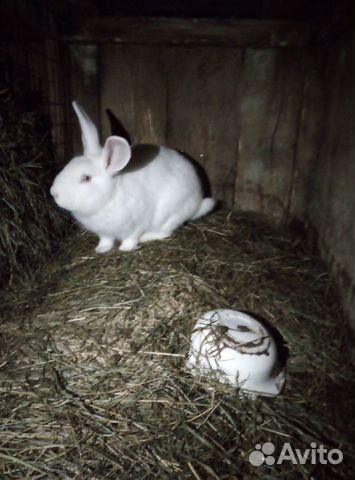 Кролики белый панон купить на Зозу.ру - фотография № 5