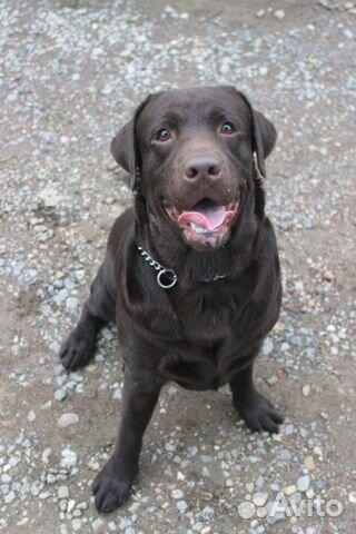 Кобель для вязки