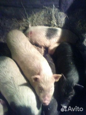 Вьетнамские свинки купить на Зозу.ру - фотография № 2
