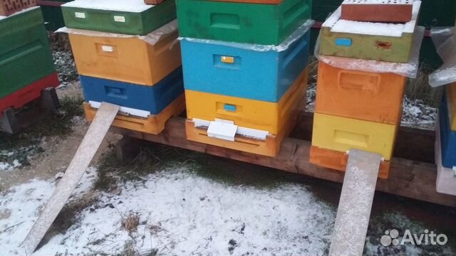 Пчелки породы Бакфаст, ульи, консультации купить на Зозу.ру - фотография № 7