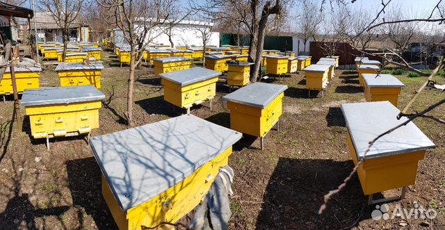 Пчелосемьи 2019 купить на Зозу.ру - фотография № 1