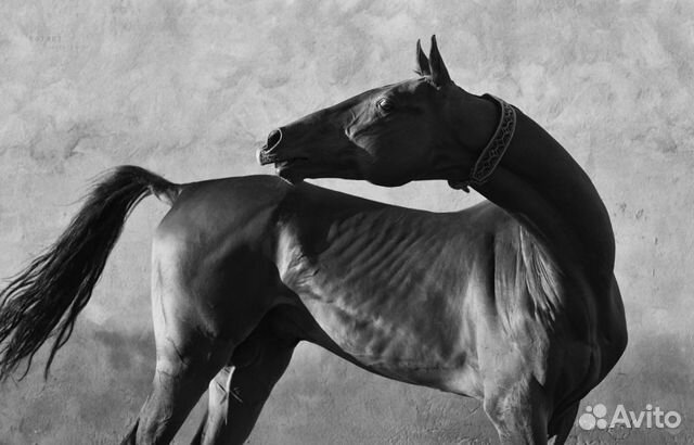 Ахалтекинская скаковая лошадь-кобыла купить на Зозу.ру - фотография № 1