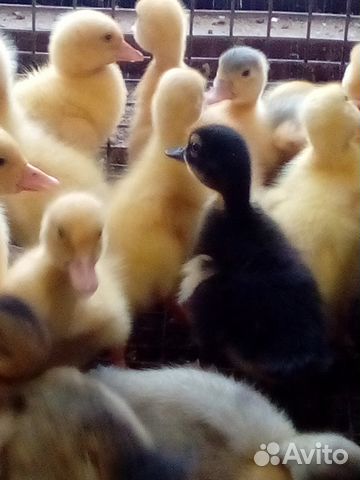 Утята суточные гусята цыплята купить на Зозу.ру - фотография № 2