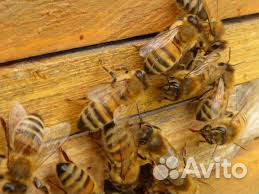 Продаю семьи пчел купить на Зозу.ру - фотография № 1
