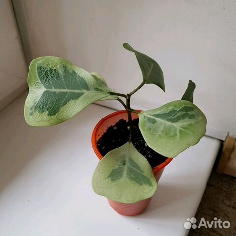 Цветы комнатные