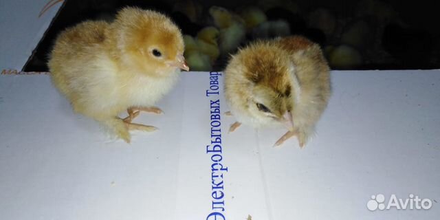 Суточные породистые цыплята купить на Зозу.ру - фотография № 2